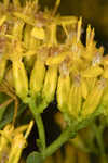 Woody goldenrod